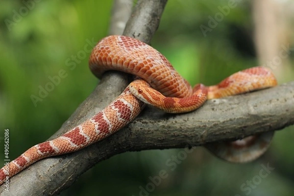 Obraz The corn snake (Pantherophis guttatus) is a North American species of rat snake