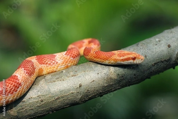 Obraz The corn snake (Pantherophis guttatus) is a North American species of rat snake