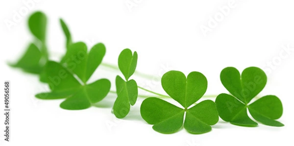 Fototapeta Liście koniczyny