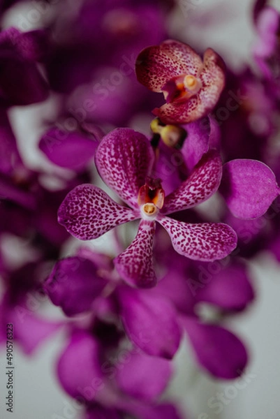 Obraz orchid purple close-up