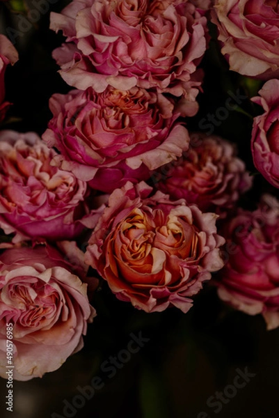 Obraz rose pink, close-up