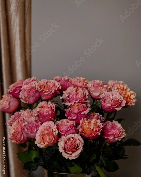 Obraz rose pink, close-up