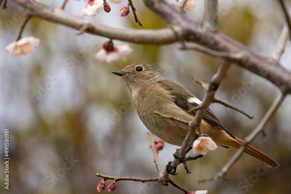 Obraz 下から見る梅の木にとまるジョウビタキの雌