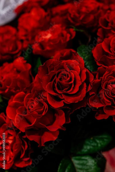 Obraz red roses close-up