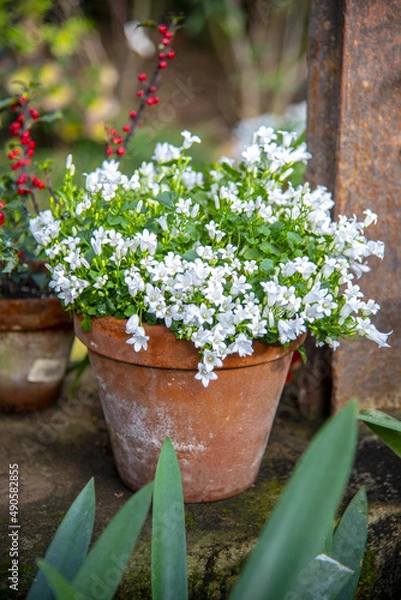 Obraz Elegant white campanula in a clay pot in the interior.