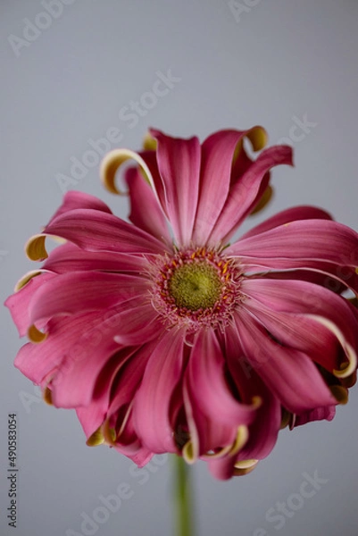 Obraz pink gerber flower on a gray background