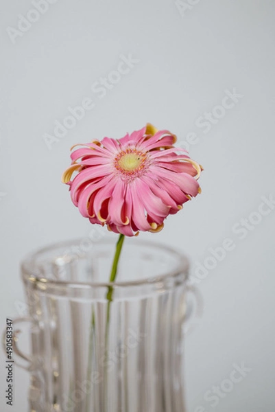 Obraz pink gerber flower on a gray background