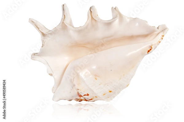 Fototapeta exotic tropical shell isolated on white background with reflection