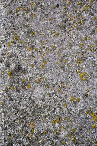 Fototapeta Lichen on stone