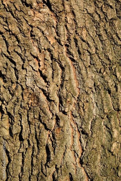 Fototapeta Tree bark texture. Tree surface