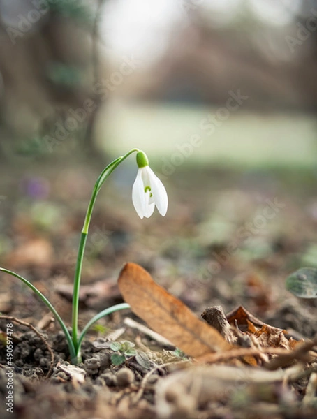 Fototapeta One single isolated Galanthus nivalis, the snowdrop or common snowdrop in the beginning of spring. Small white flower of spring.