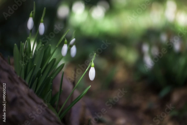 Obraz White snowdrops (Galanthus nivalis) close-up on blurry background with copy space. In the forest snowdrops are in bloom in the spring.
