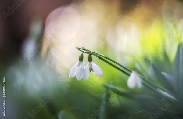 Obraz White snowdrops (Galanthus nivalis) close-up on blurry background with copy space. Snowdrops bloom in the forest and park in spring