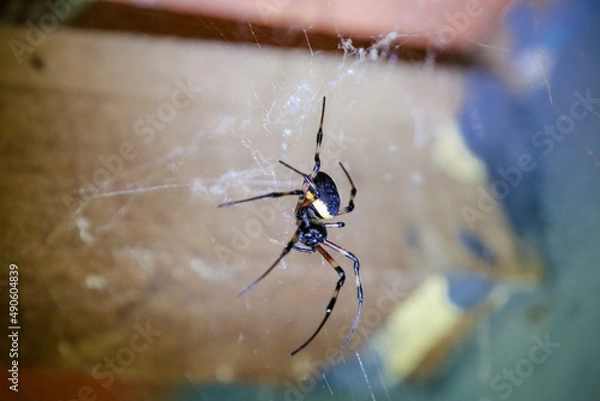 Fototapeta Spider on the roof with web on the walls.