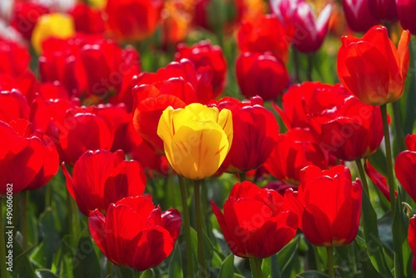 Obraz Spring flowers tulips bloom in the park. Red and yellow tulips on a blurred background. Beautiful postcard, banner.