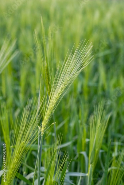 Obraz Selective focused green ears of wheat close up shot on the agricultural field