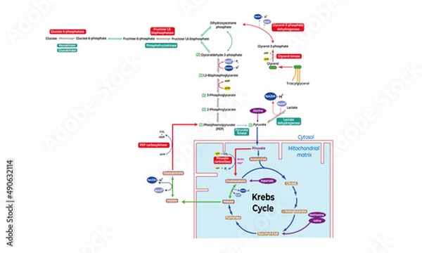 Obraz Gluconeogenesis [de novo synthesis of glucose]