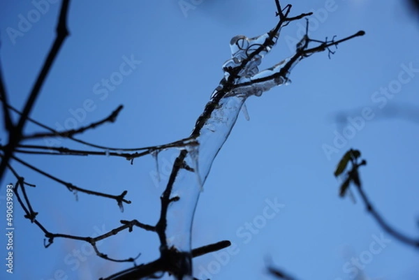 Fototapeta 凍った樹木