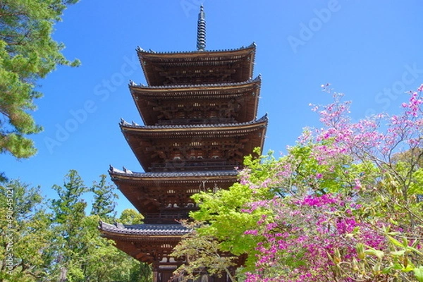 Obraz 御室桜 咲く 仁和寺