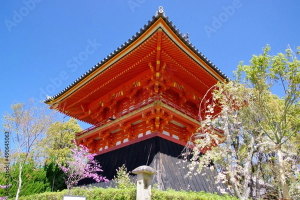 Obraz 御室桜 咲く 仁和寺