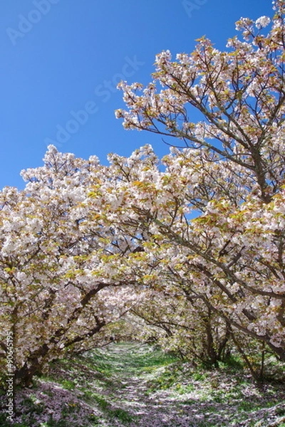 Obraz 御室桜 咲く 仁和寺
