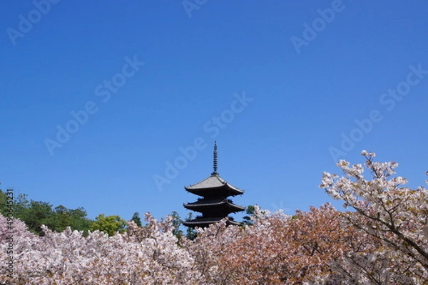Obraz 御室桜 咲く 仁和寺