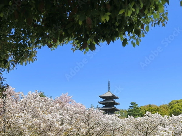 Obraz 御室桜 咲く 仁和寺