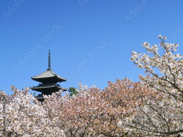 Obraz 御室桜 咲く 仁和寺