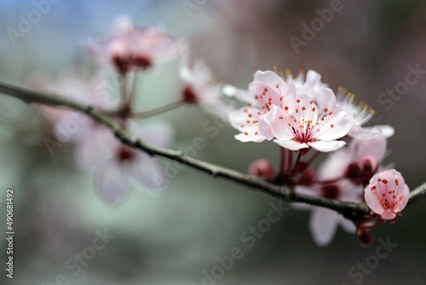 Fototapeta Frühlinsblüher