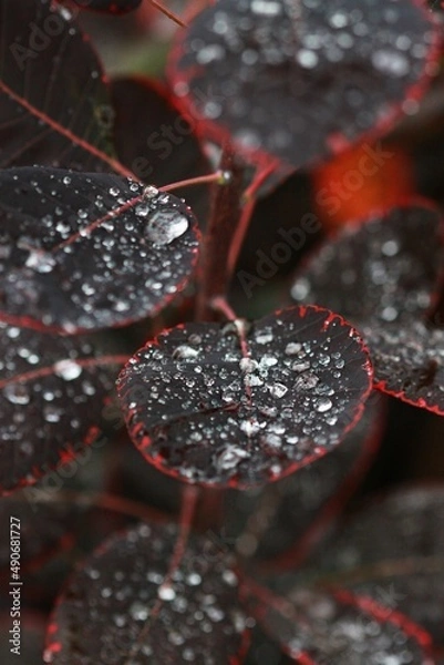 Fototapeta Detail close up macro of rain drops on red and violet leaves 