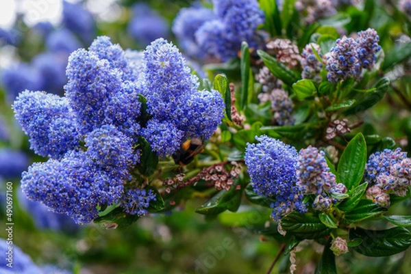 Obraz Close up of a bee on a Californian lilac 