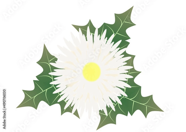 Obraz Chrisanthamum flower