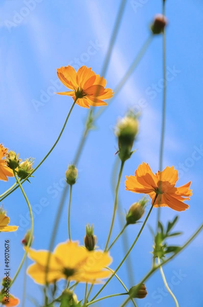 Obraz Yellow flowers