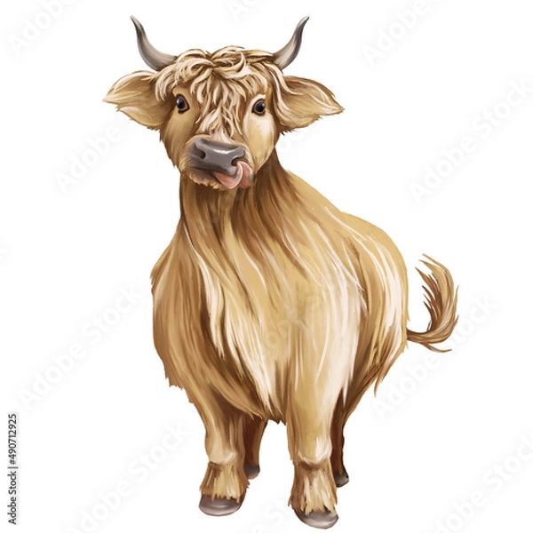 Obraz Scottish cow. Beige shaggy bull. illustration isolated on white background.