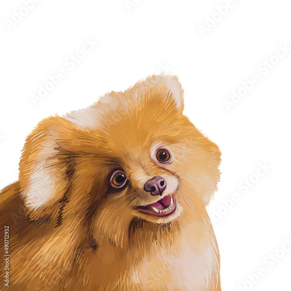 Obraz Spitz dog. Red fluffy puppy isolated on white background.