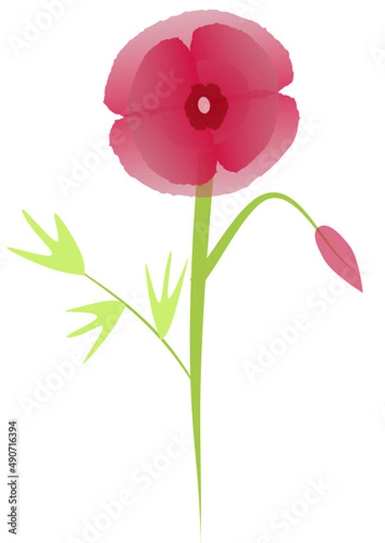 Obraz poppy flower