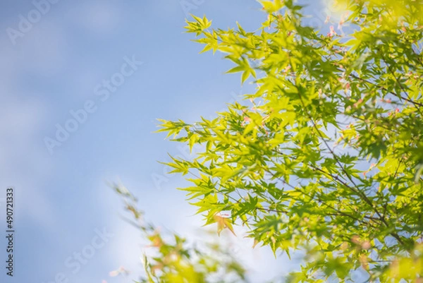 Fototapeta 夏の爽やかな香り青楓