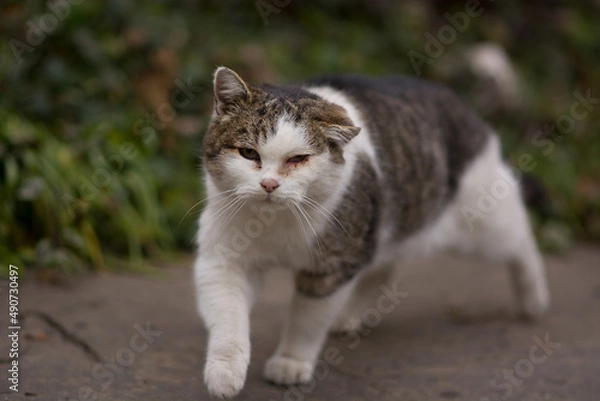 Fototapeta Poor old sick cat with hematoma on ear and inflammated eyes
