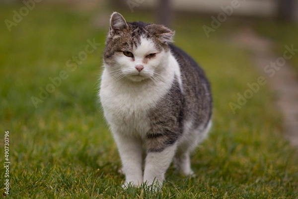 Fototapeta Poor old sick cat with hematoma on ear and inflammated eyes