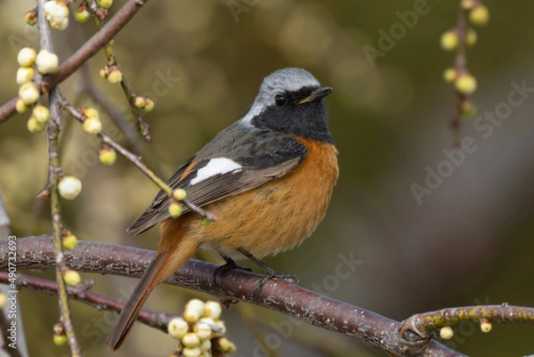 Fototapeta 梅の開花を待つジョウビタキの雄