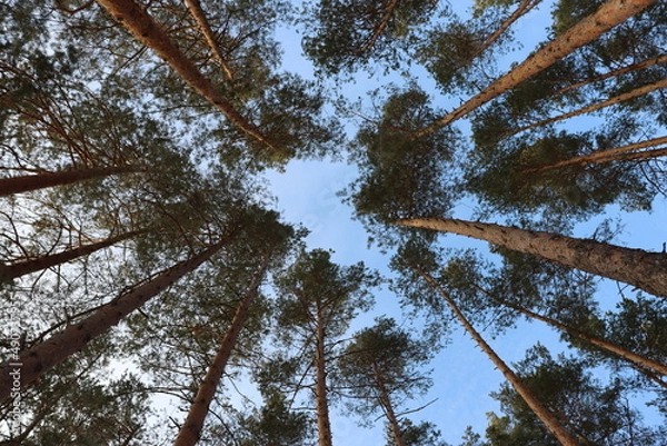 Fototapeta природа