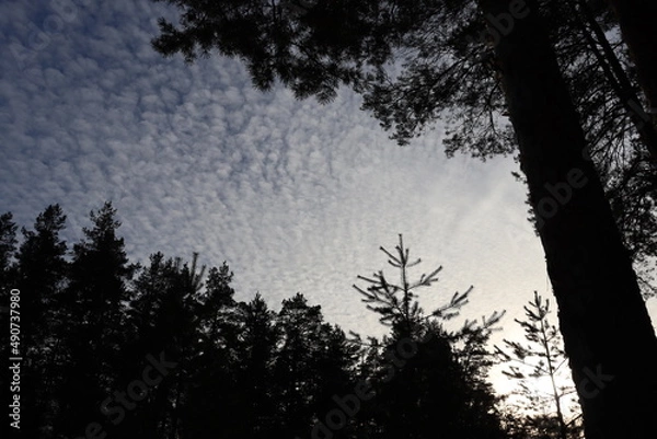 Fototapeta природа