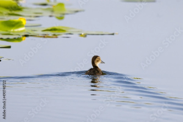 Fototapeta Little brave duckling on a lake exploring nature