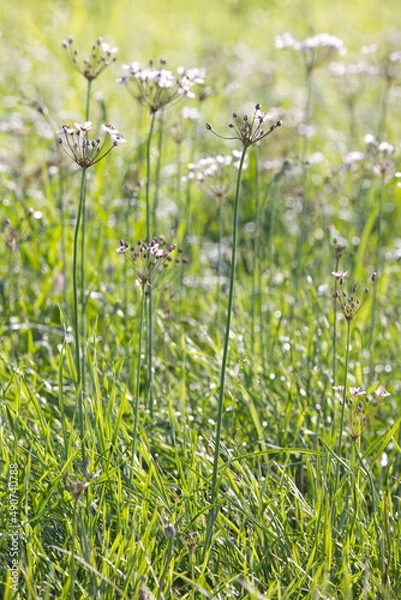 Obraz field of wild flowers on a wet meadow