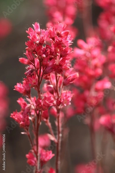 Obraz close up of pink flower in full light sunny weather