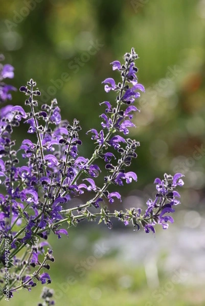 Obraz Violet flowers in the summer herb garden