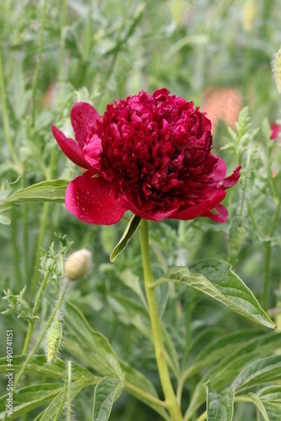 Obraz red peony flower full bloom