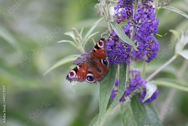 Obraz Summer peacock butterfly detail on a violet buddleja flower shrubs in the garden