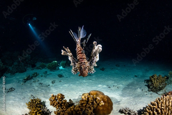 Obraz lion fish