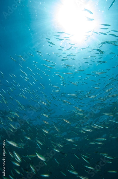 Obraz 幼魚の群れ